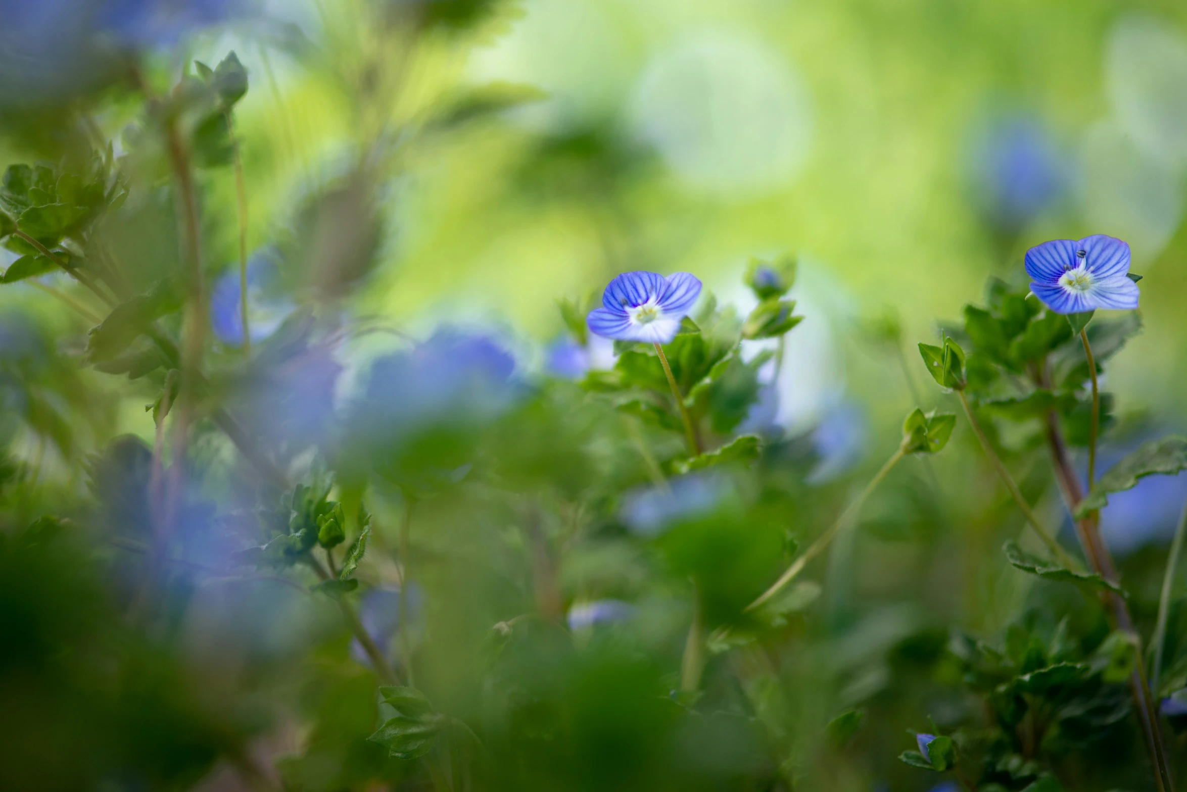 a close up of some flowers by the grass