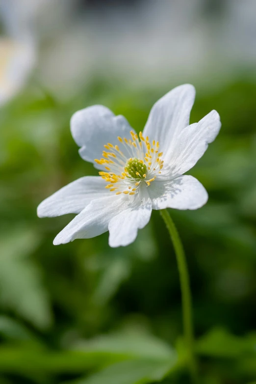 a small white flower that is in some grass