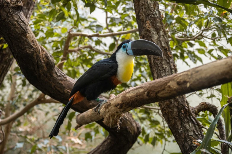 toucan bird sitting in tree, with bright blue yellow and white head