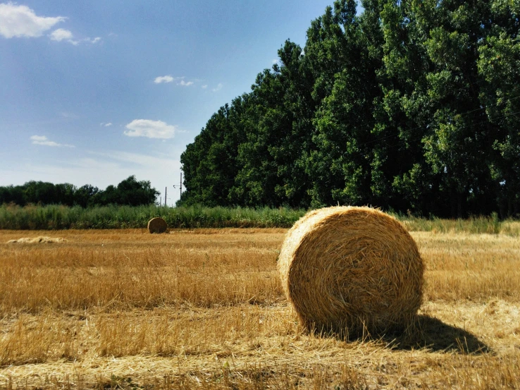 large hay bails sitting in a field with trees in the background