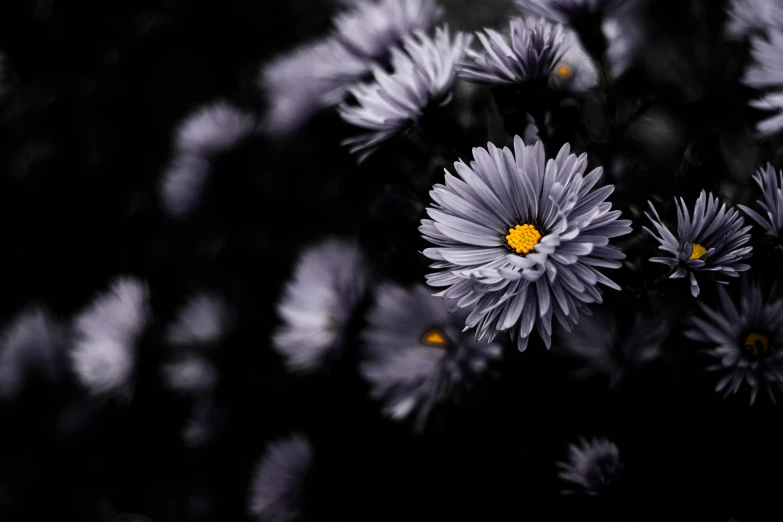 flowers with many petals in the foreground and dark background