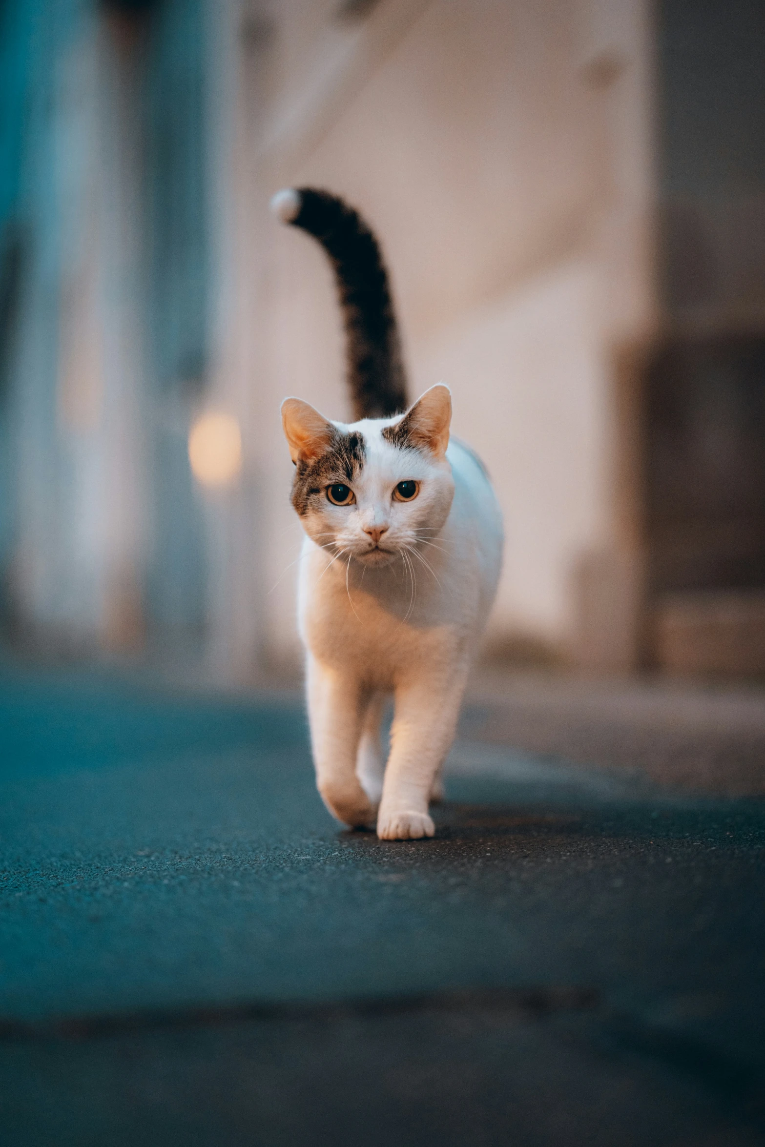 a white and brown cat is on the street