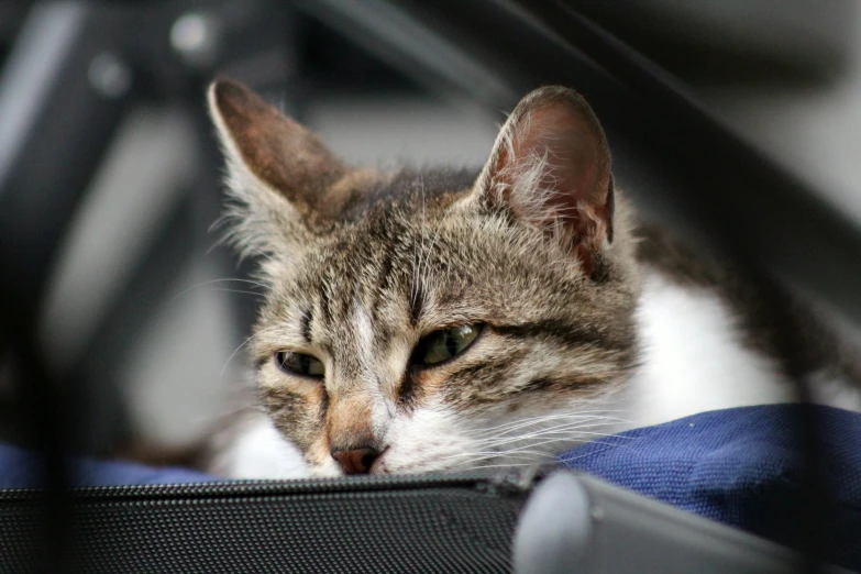 a cat that is laying down next to some kind of bag