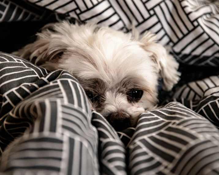 a small dog is covered up under some covers