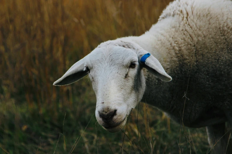 a sheep is standing in a field of tall grass