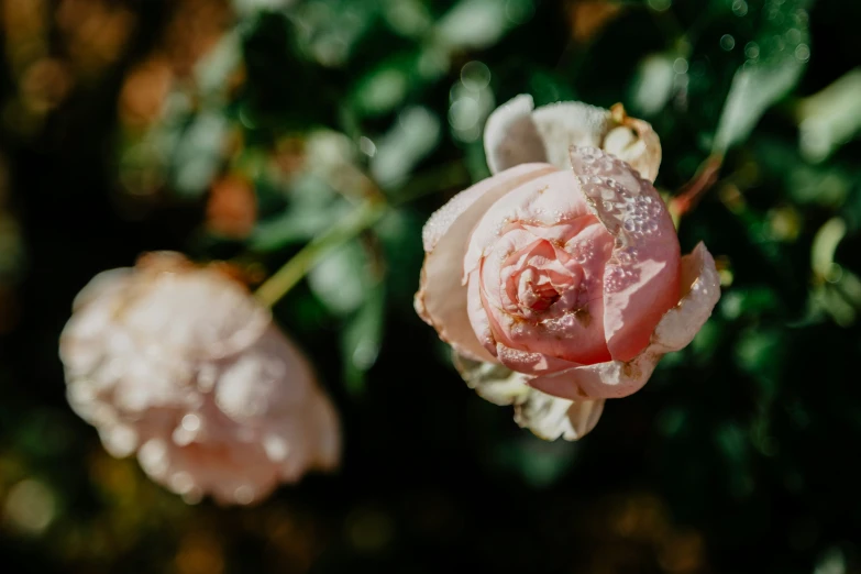 two pink roses in bloom next to the green leaves