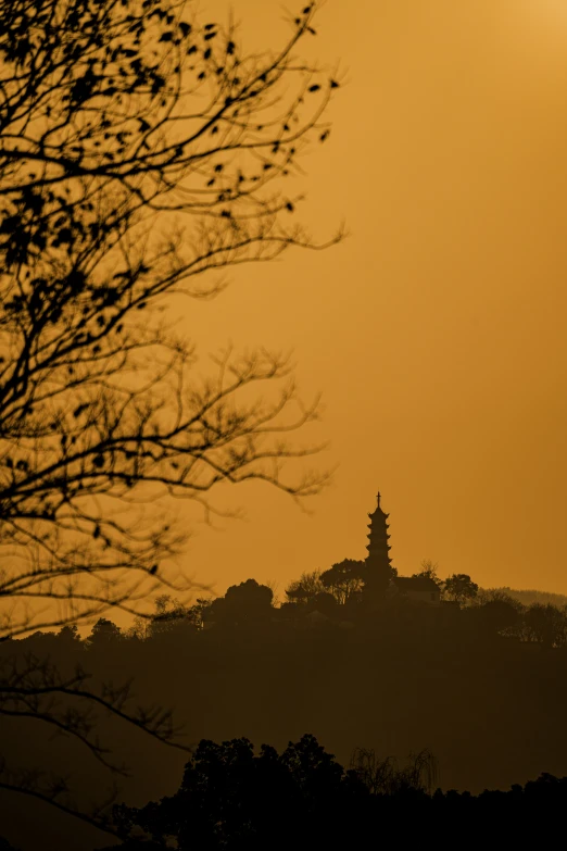 a lone bird sitting on top of a tree