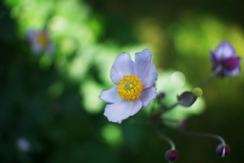 a picture of some small flowers with green foliage in the background