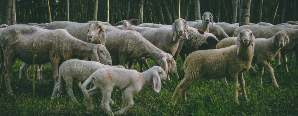 several sheep are together in the grass in this field