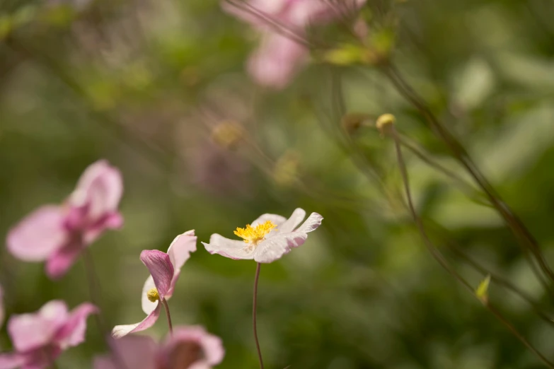 a cluster of pink flowers near one another