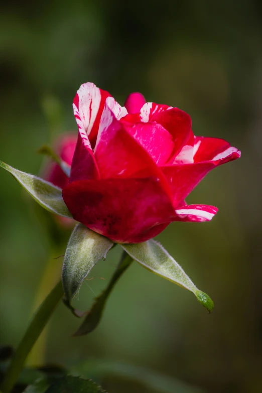 a single rose bud still growing in the sun