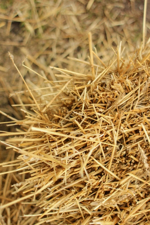 a bunch of hay is on the ground