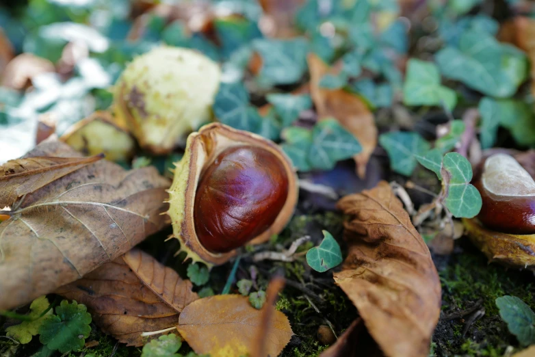 small chestnuts are sitting next to green leaves
