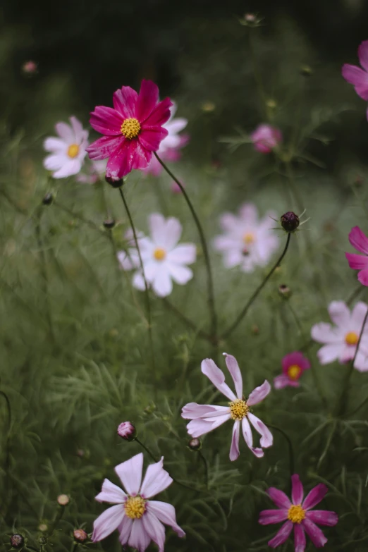 an abundance of colorful daisies in the wild