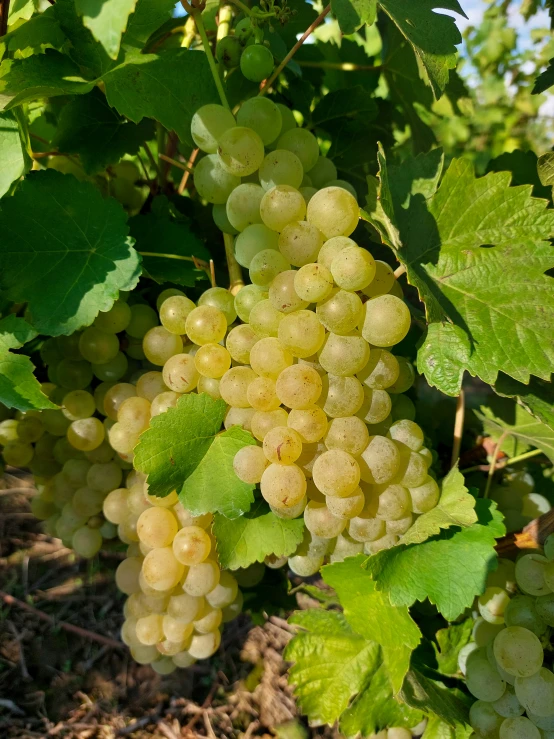 green gs on the vine ready to harvest