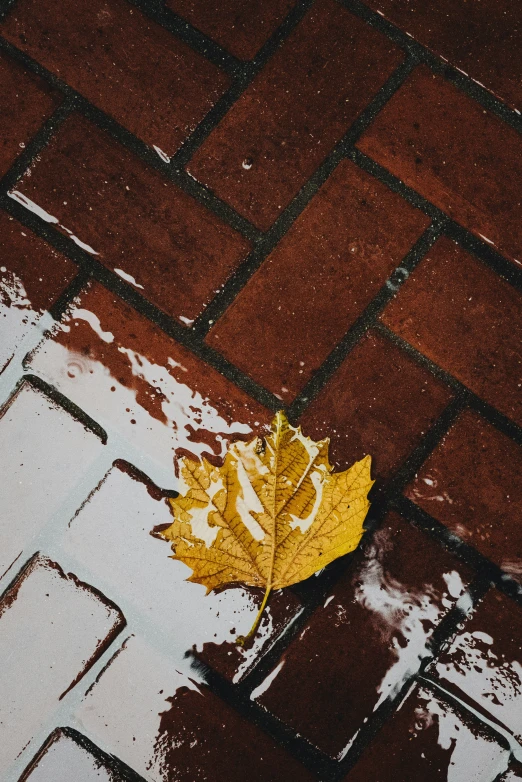 an open yellow leaf sits on a wet pavement