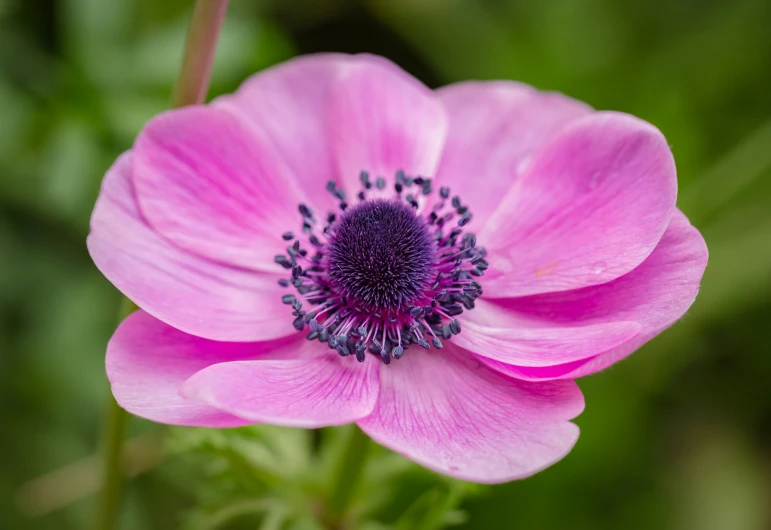 the purple flower is still blooming on this plant