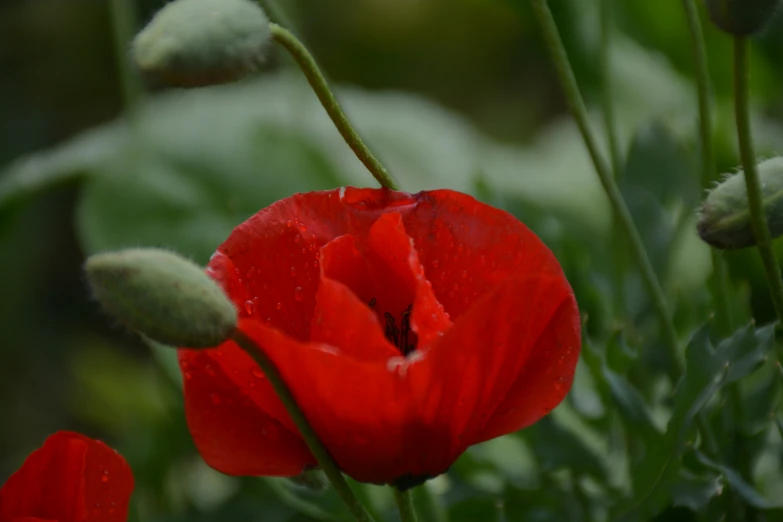 the flower is blooming on the plant that is very red