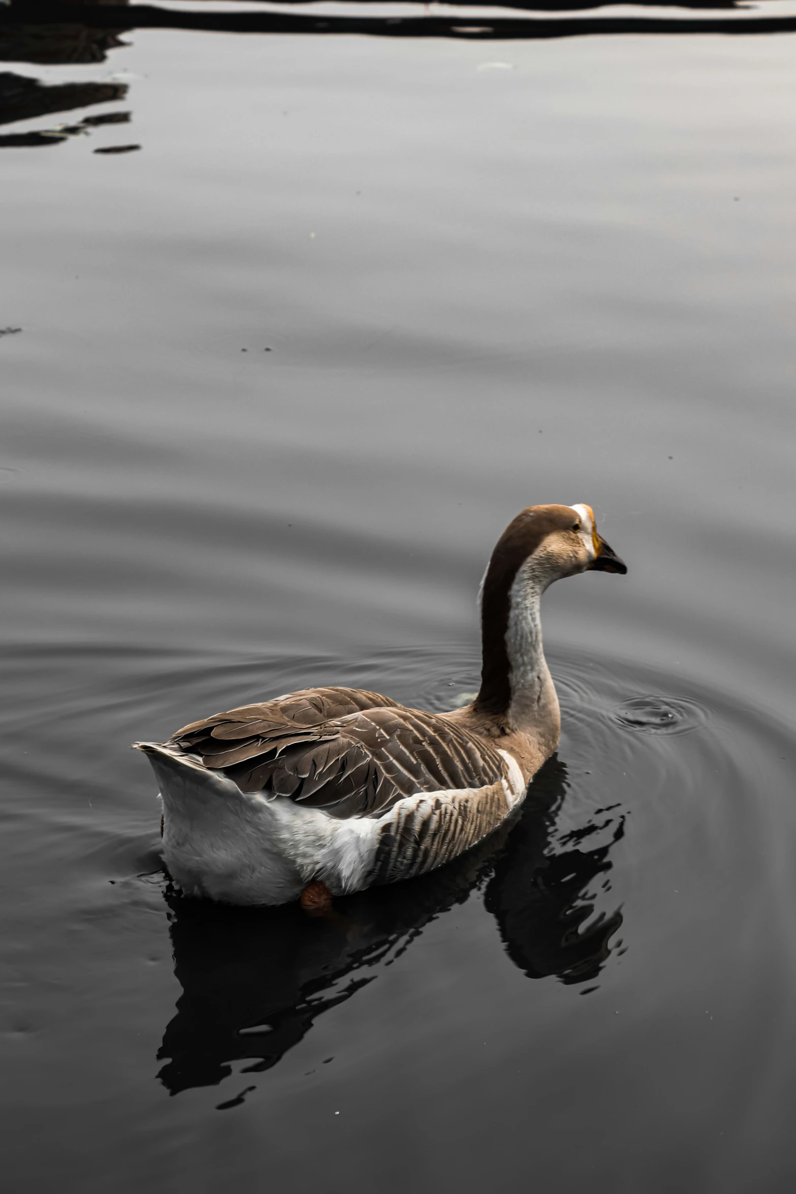 a duck swimming in the middle of some water