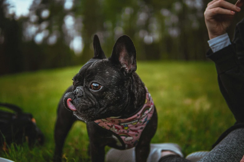 a person wearing a scarf next to a dog