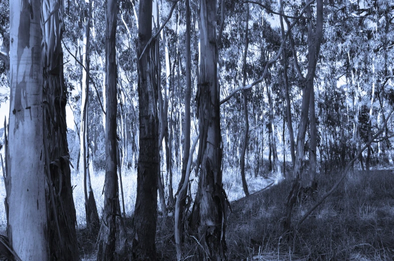 a wooded area with some trees and many benches