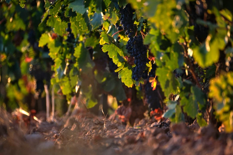 the nch of a vine in a vineyard