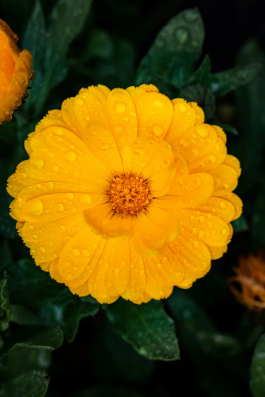 yellow flower with water drops on the petals