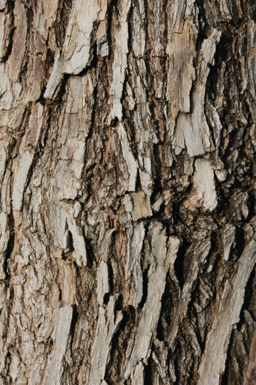 texture of woodgrains on a tree trunk with a black bird on the ground
