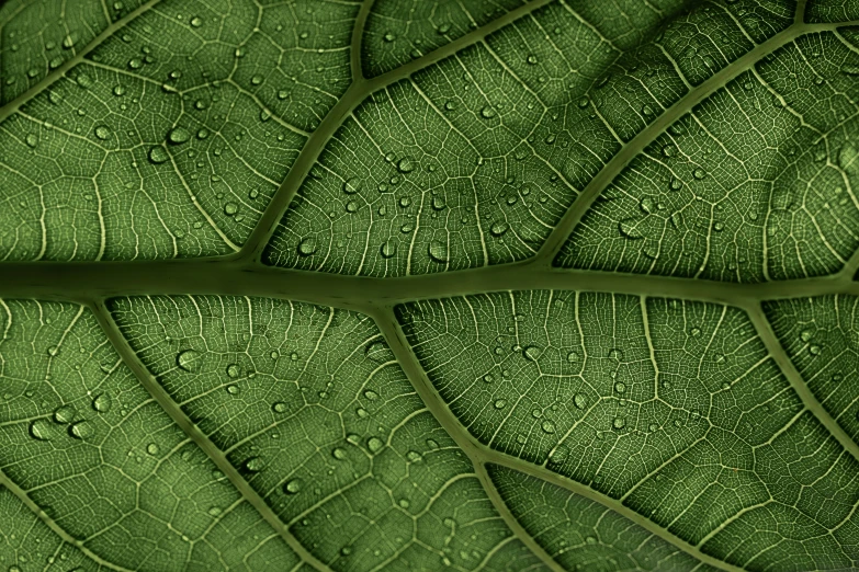 a green leaf that is laying down