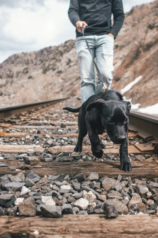 a dog runs along the railroad track as a man looks on