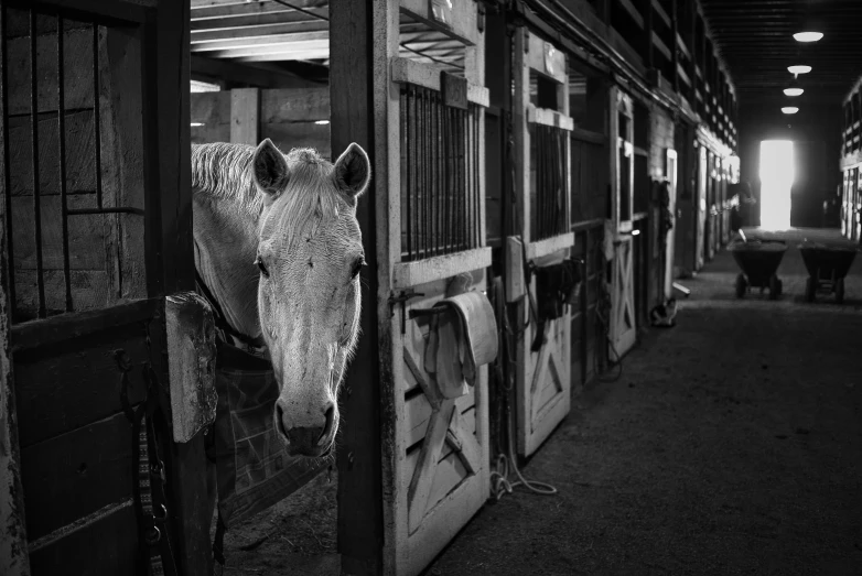 horse in stable sticking its head through stall door