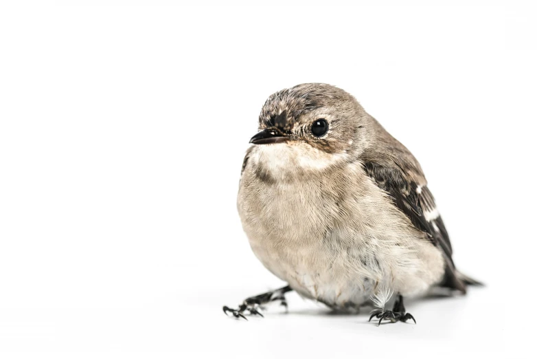 the small bird is sitting alone on the white floor