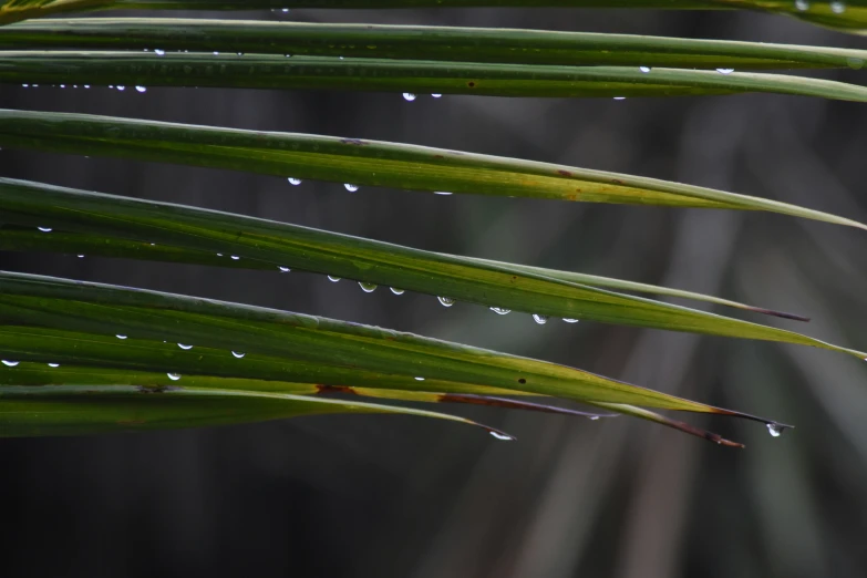 wet, green leaves from palm with droplets of rain