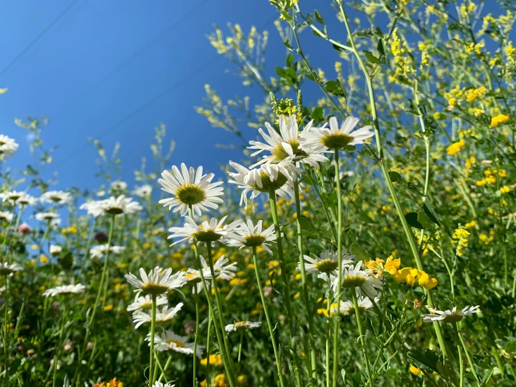 many wildflowers and grasses are all blooming