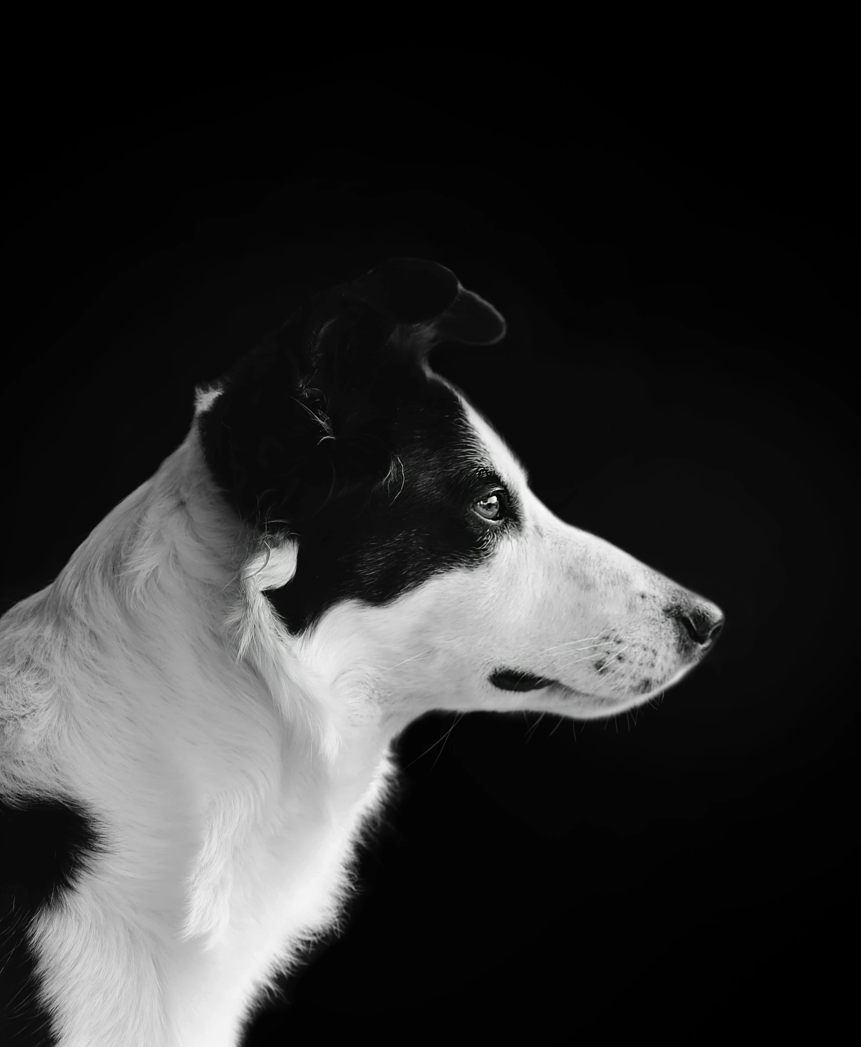 a dog with black and white fur is staring