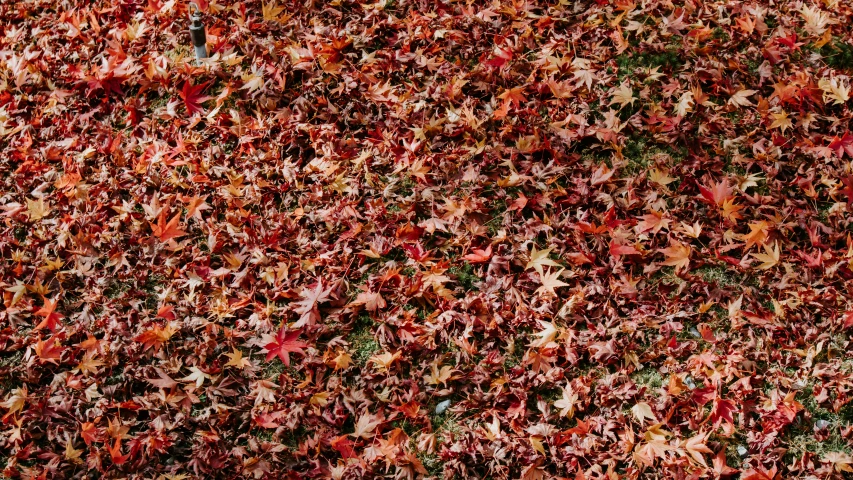 the large picture has lots of fall leaves scattered about