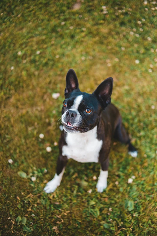 an adorable black and white dog sitting on top of a field