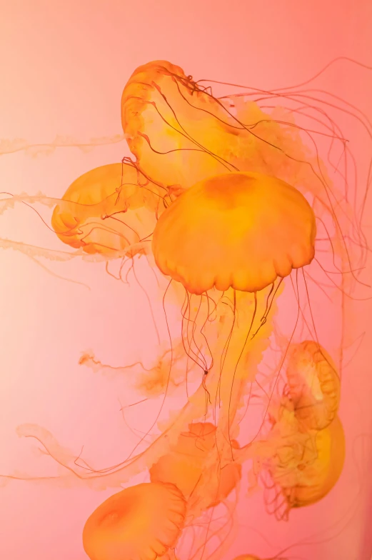 some very cute yellow jelly fish floating in the ocean