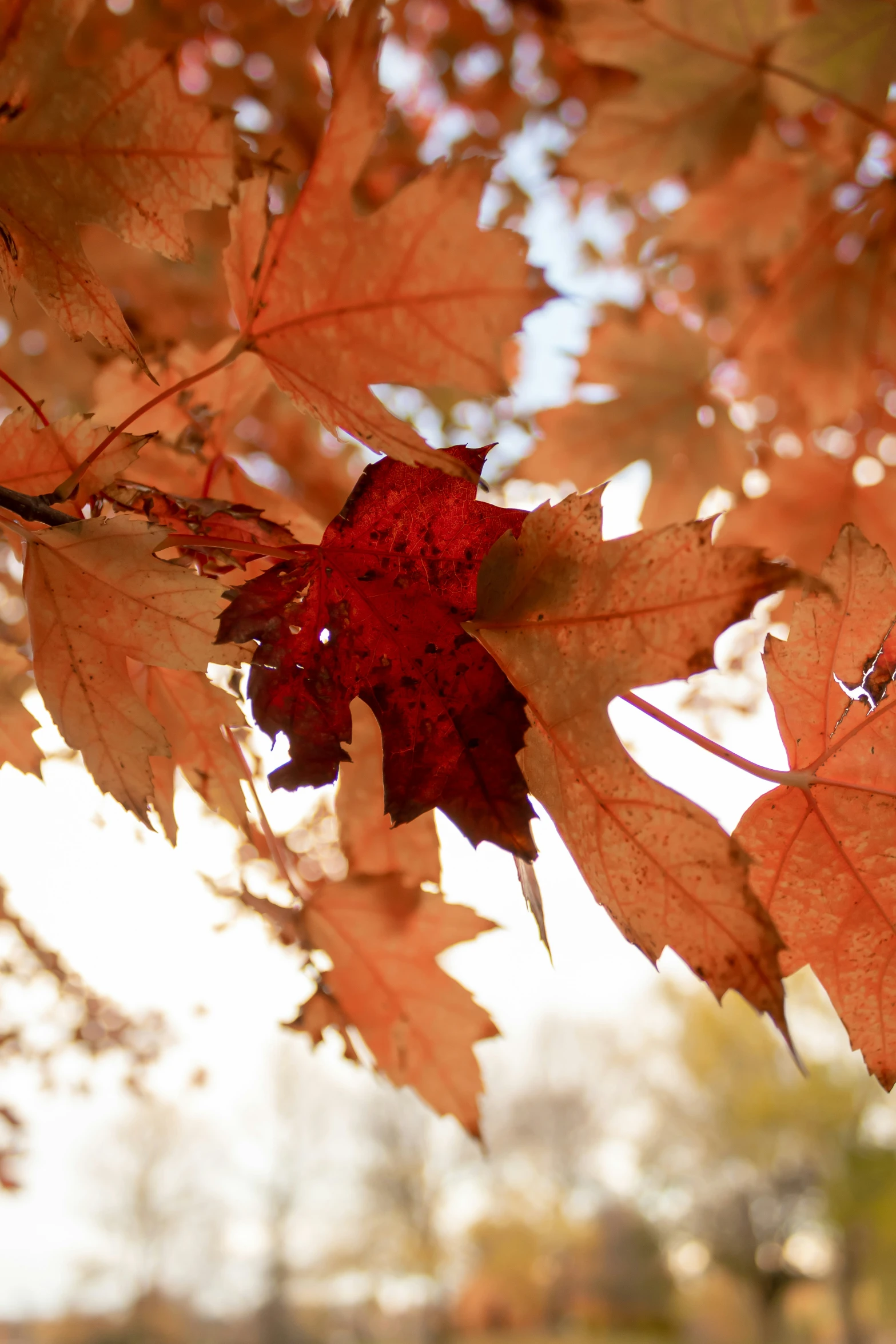 a close - up view of red and brown leaves with drops of rain