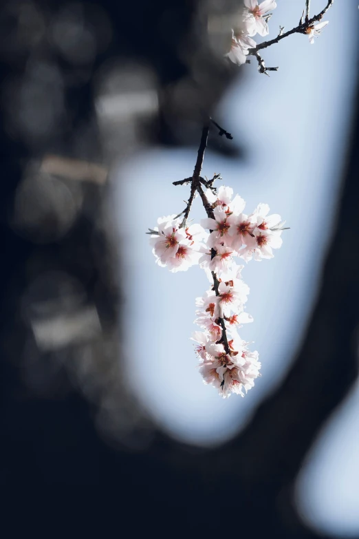 a small nch with a group of blossoms