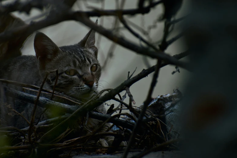 a kitten hiding in the nches of an tree