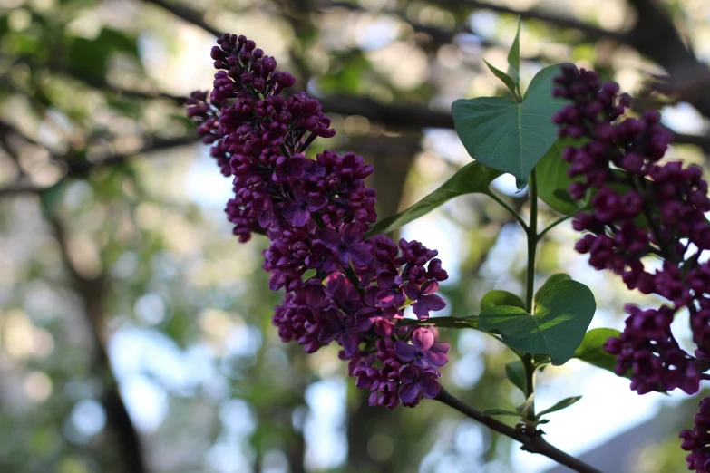 a close - up of a nch with a few purple flowers