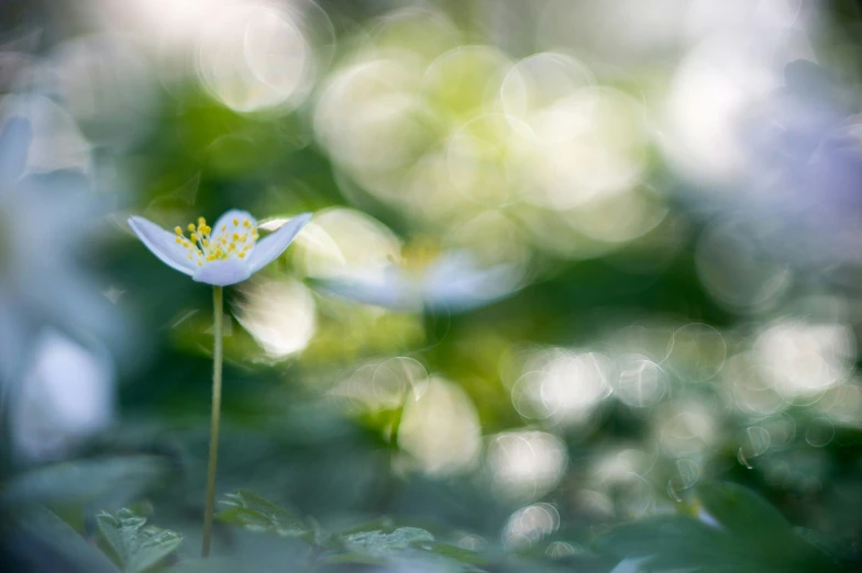 a flower that is white and has yellow stamens