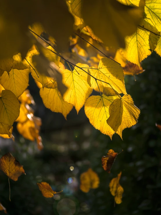 a close - up view of many yellow leaves with a very blurry background