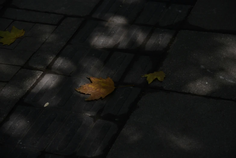 a brown leaf on the ground with light shining in