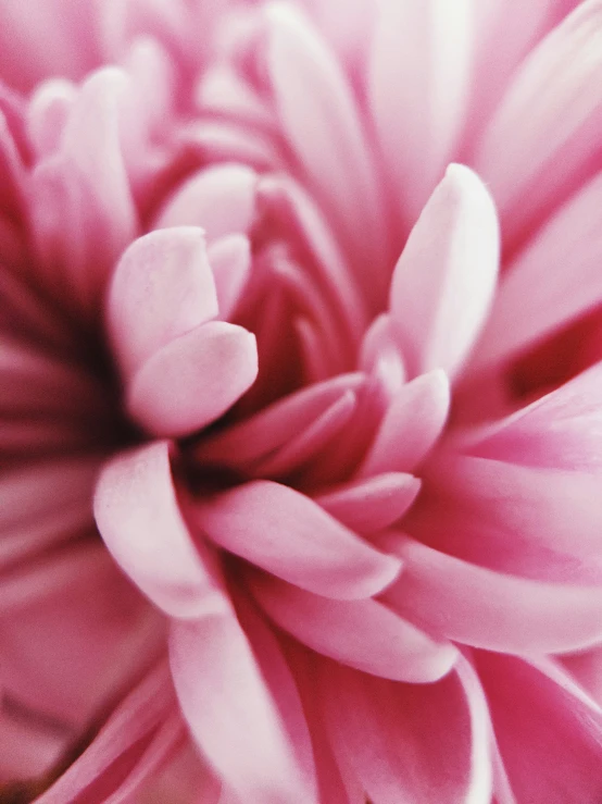 a close up view of a pink flower