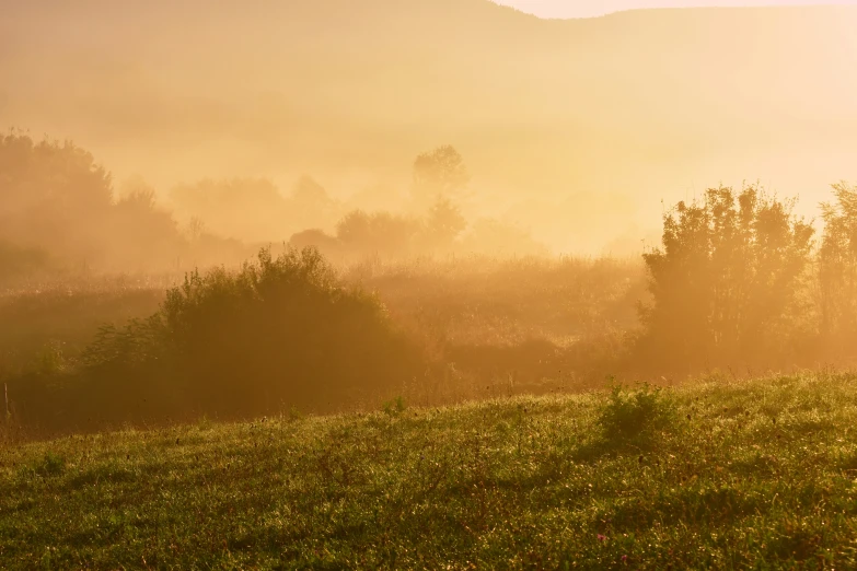 a grassy field with lots of trees and fog