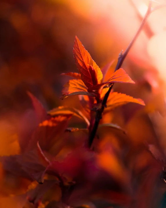 the yellow and red leaves are in bloom