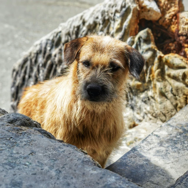 a dog that is looking at the camera