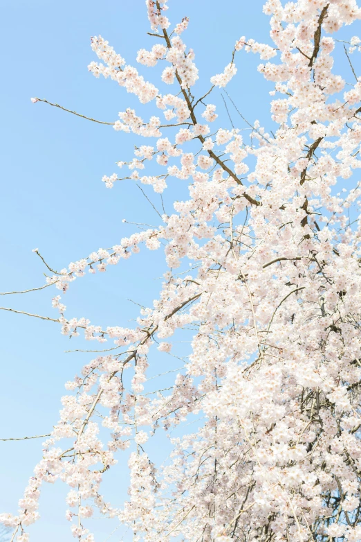 blossoming trees with blue sky background and white blossom